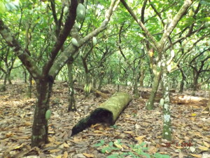 Plantio comercial de Cacau em uma das áreas vistoriadas