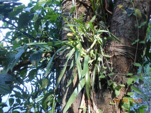 Indivíduo de Miltonia flavescens monitorado